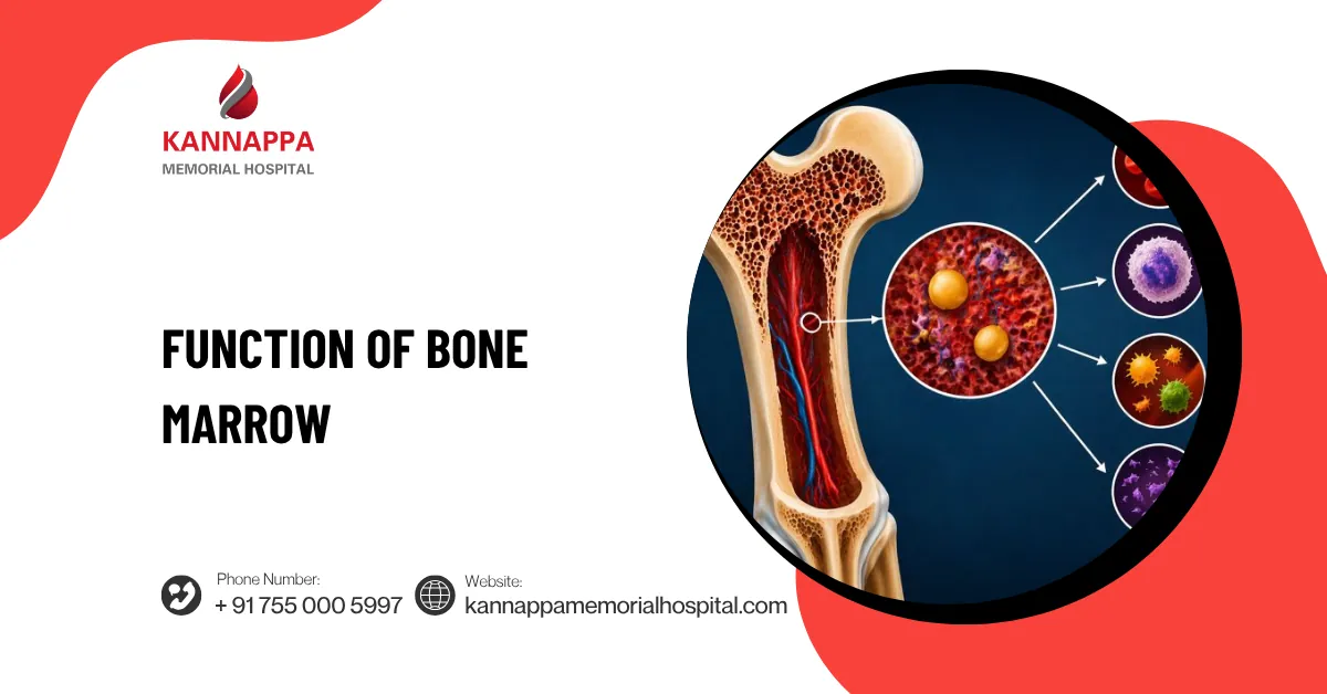 Function of Bone Marrow