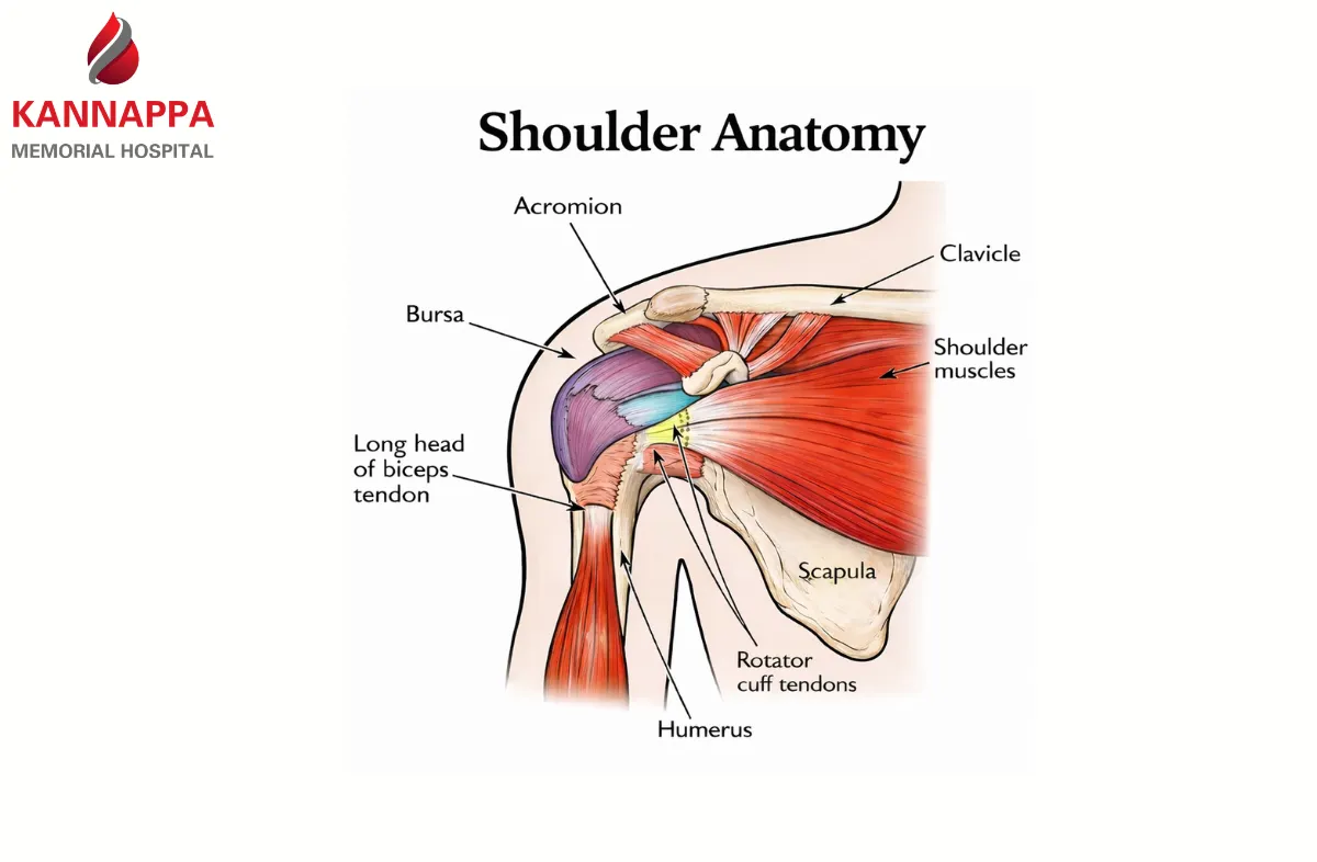 Shoulder